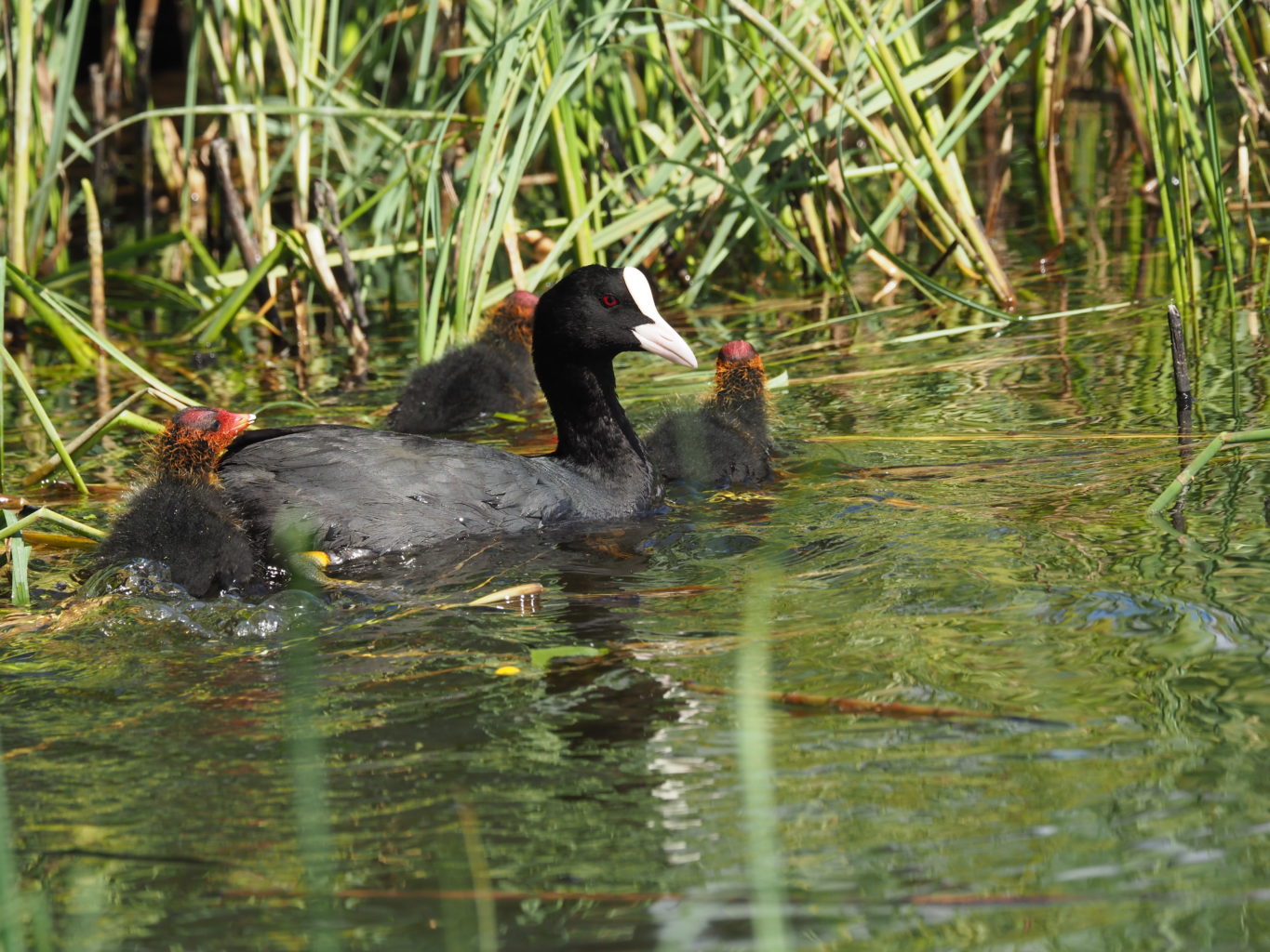 Valokuvaaja: Irma Mikkola