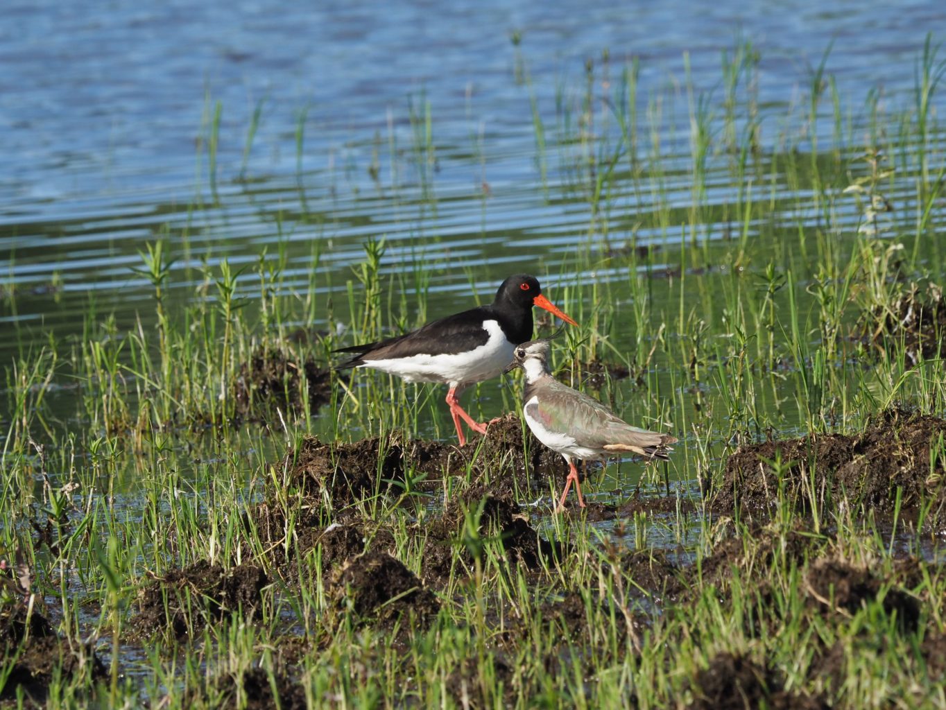 Valokuvaaja: Irma Mikkola