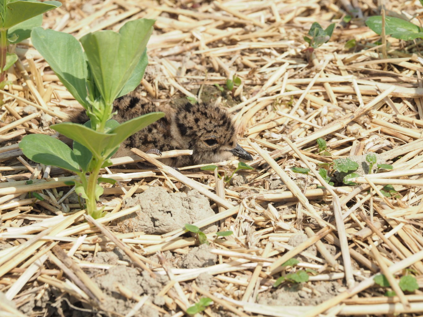 Valokuvaaja: Irma Mikkola