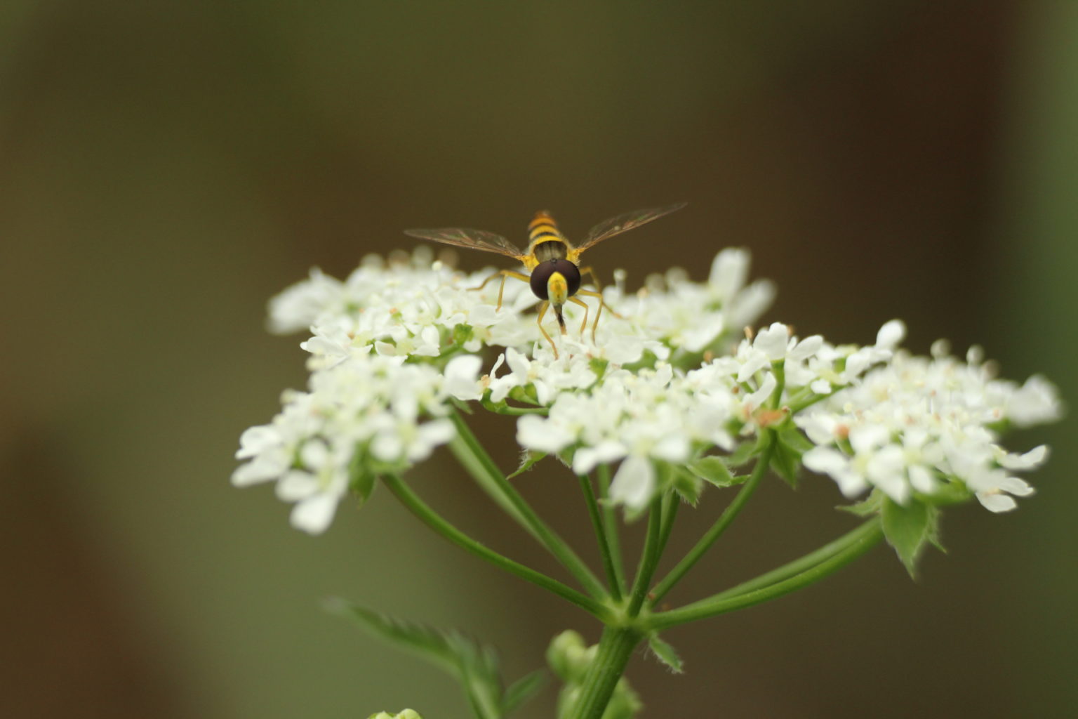 Valokuvaaja: Miia Pesu
