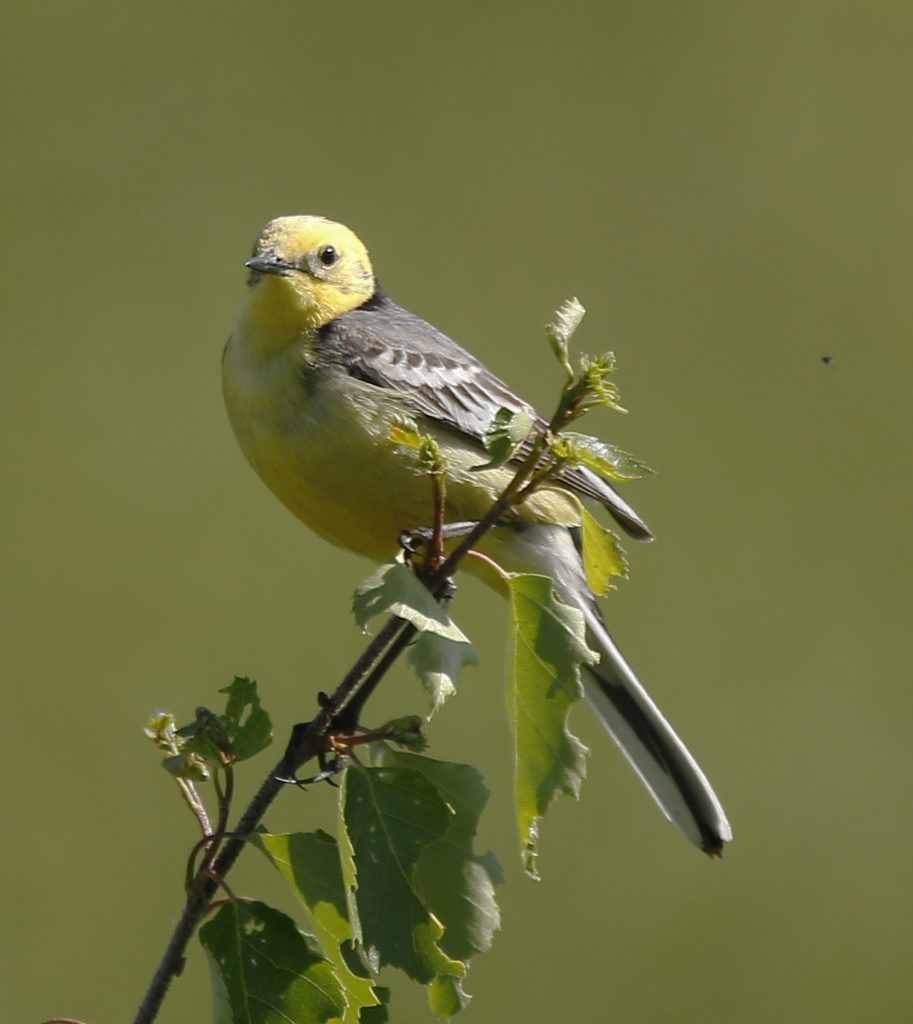 Valokuvaaja: Tuula Pirnes Valokuvaaja: Tuula Pirnes