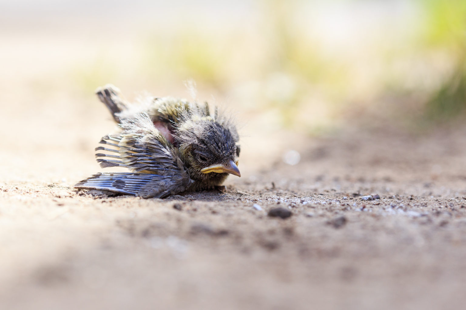 Valokuvaaja: Antti Toivanen Valokuvaaja: Antti Toivanen