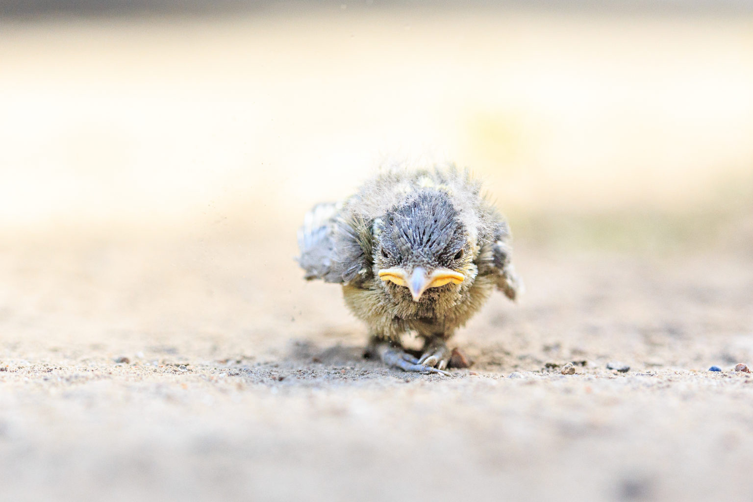 Valokuvaaja: Antti Toivanen