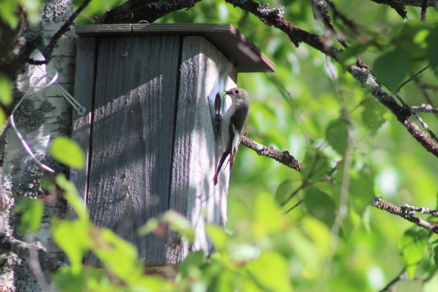 Valokuvaaja: Kaarlo Asikainen