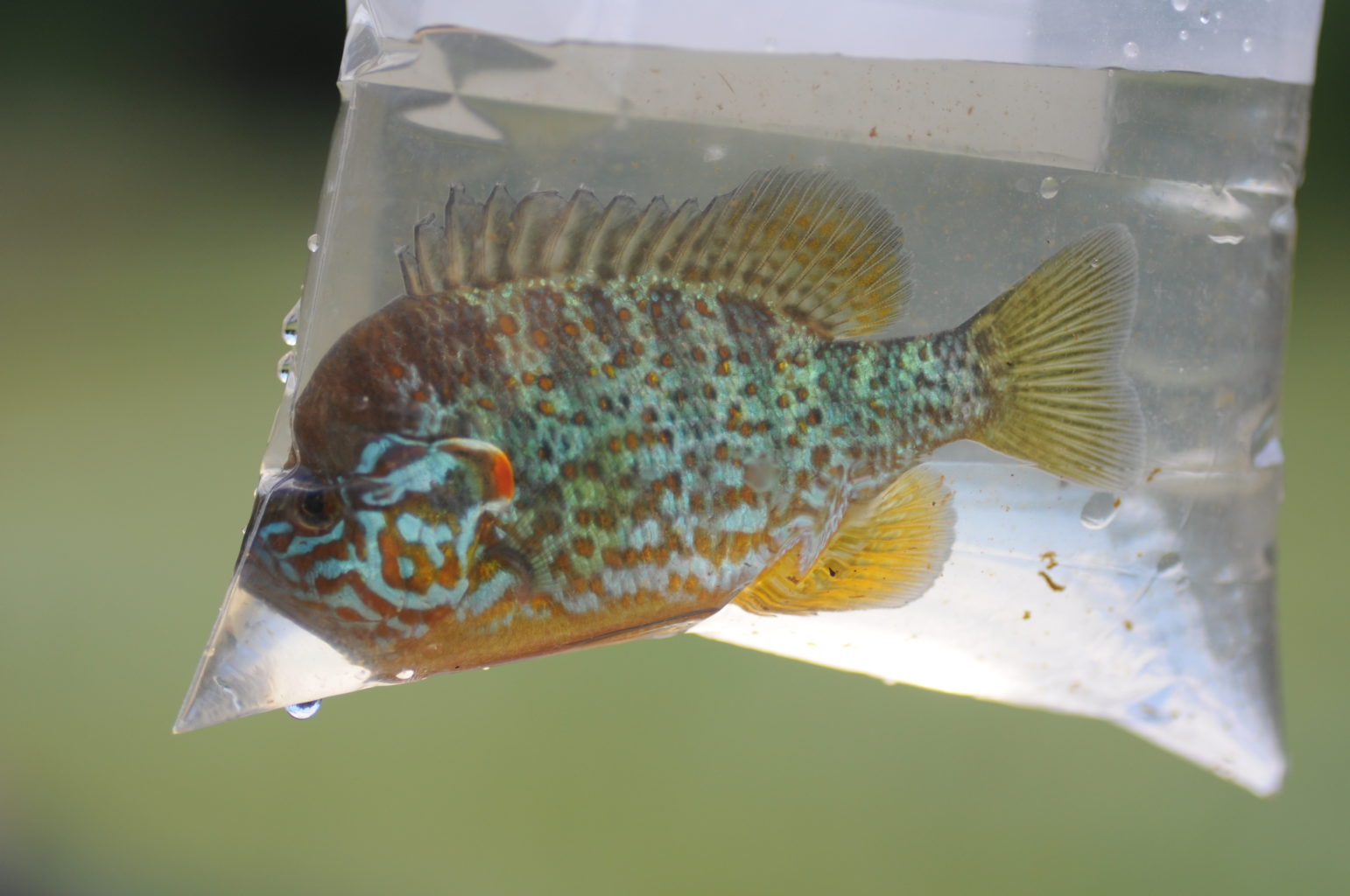 Valokuvaaja: Joel Rahkonen