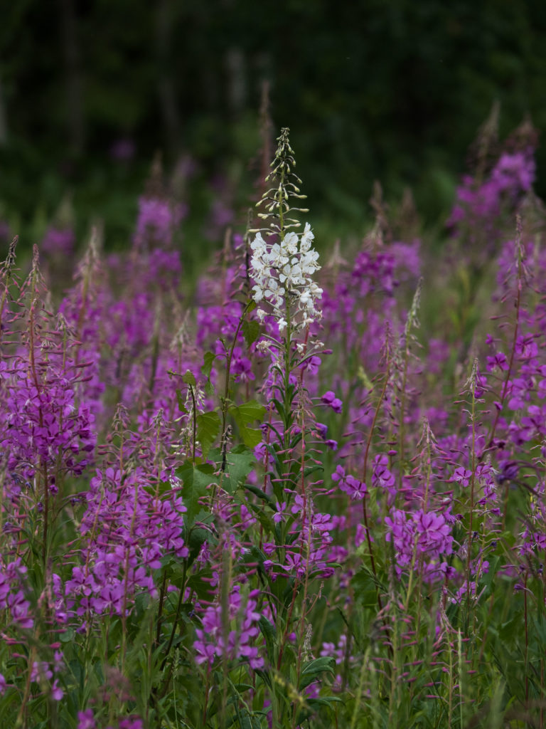 Valokuvaaja: Merja Ollikainen