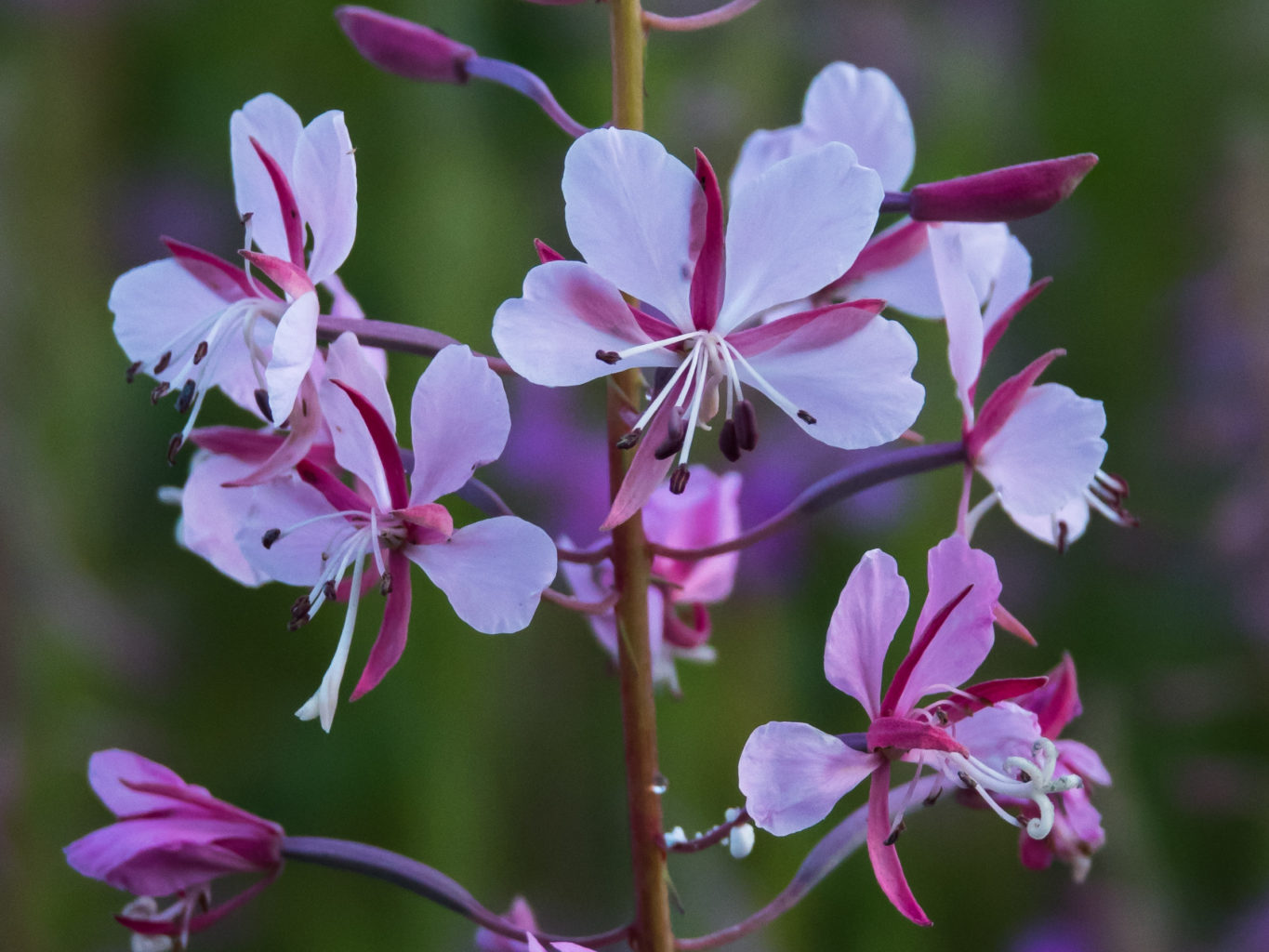 Valokuvaaja: Merja Ollikainen