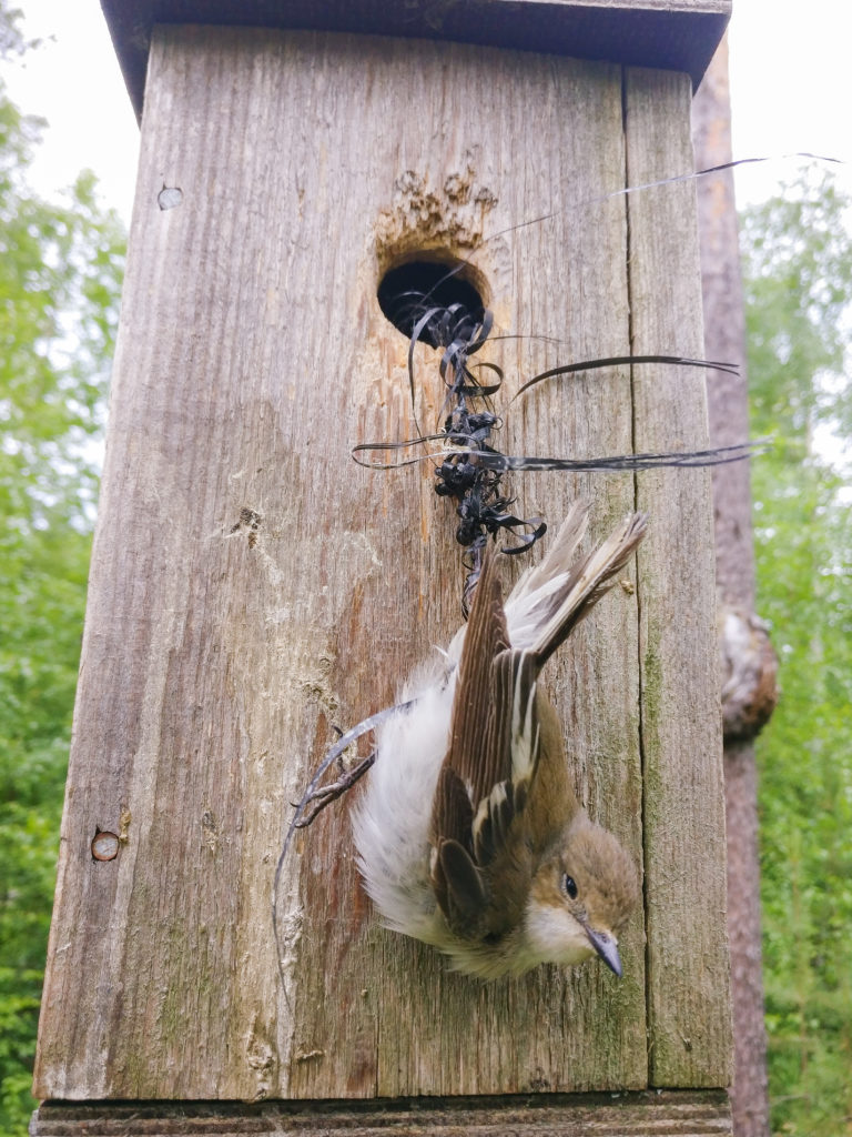 Valokuvaaja: Mikko Kallio