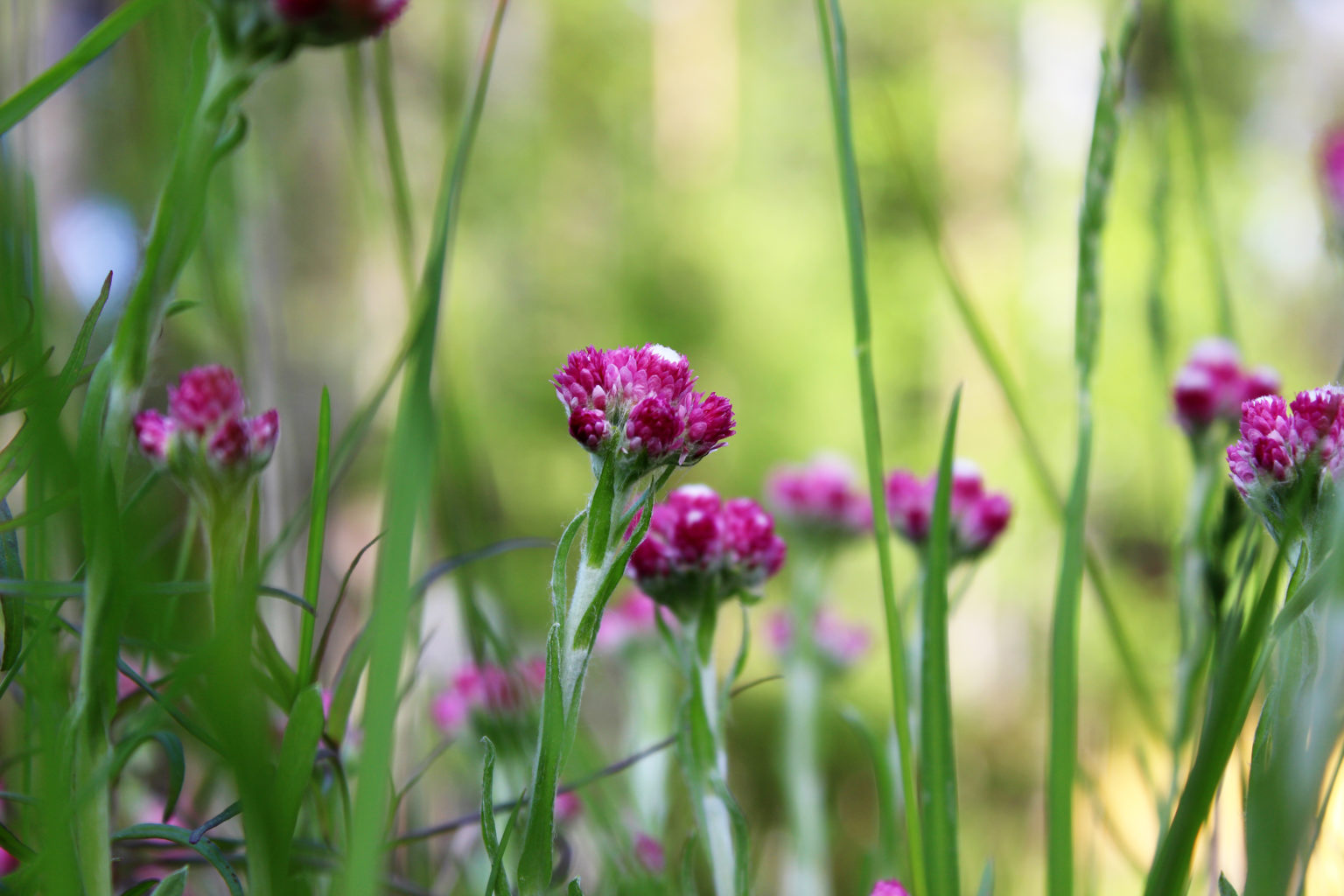 Valokuvaaja: Mirva Inkilä