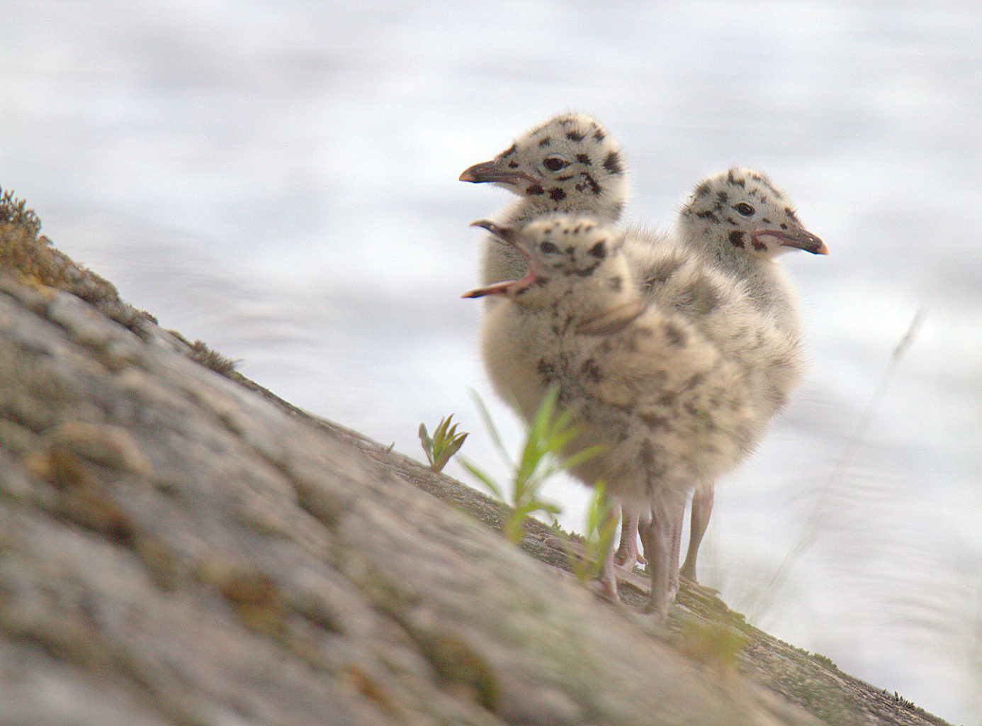 Valokuvaaja: sirpa Jyske