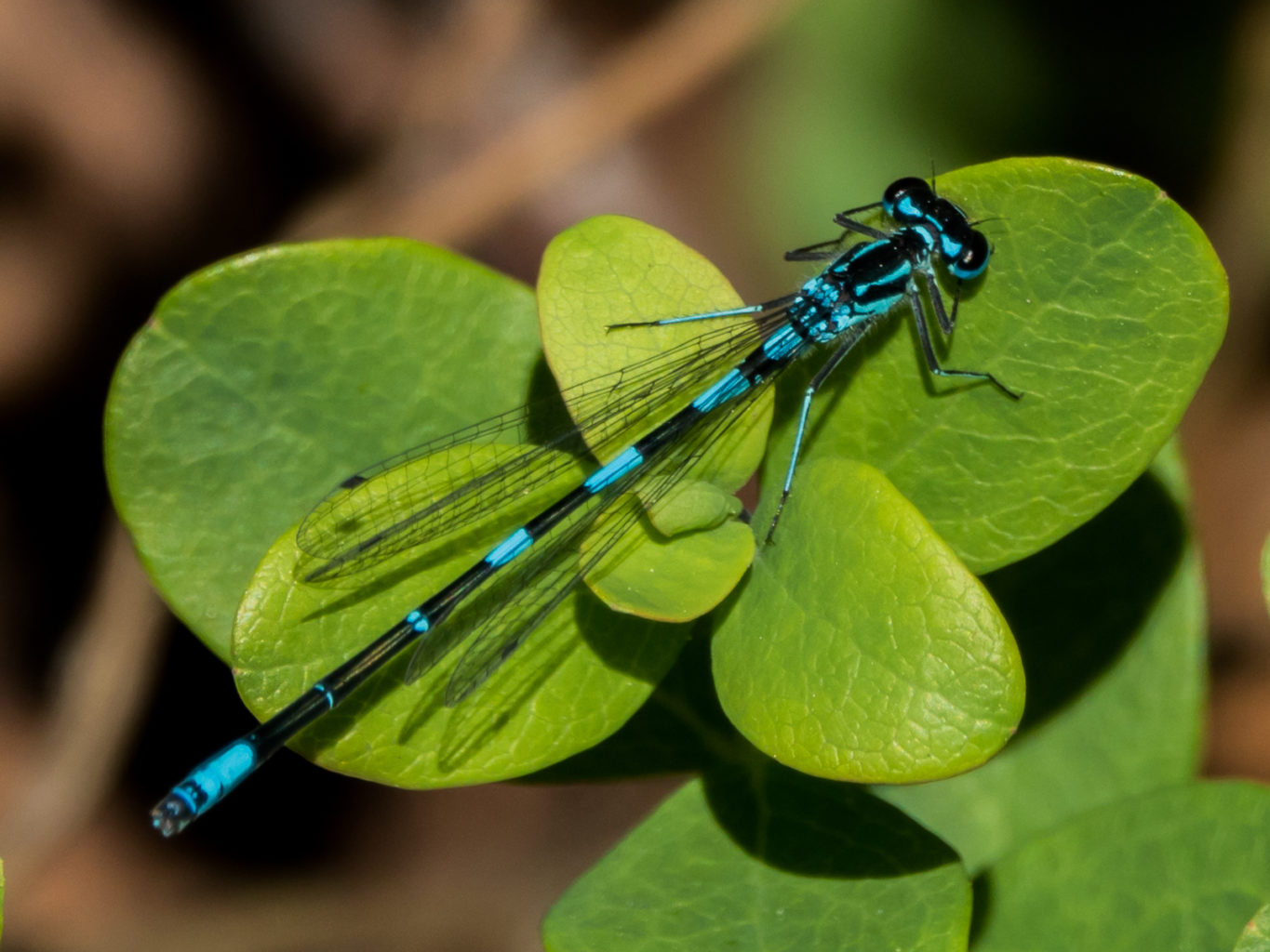 Valokuvaaja: Merja Ollikainen