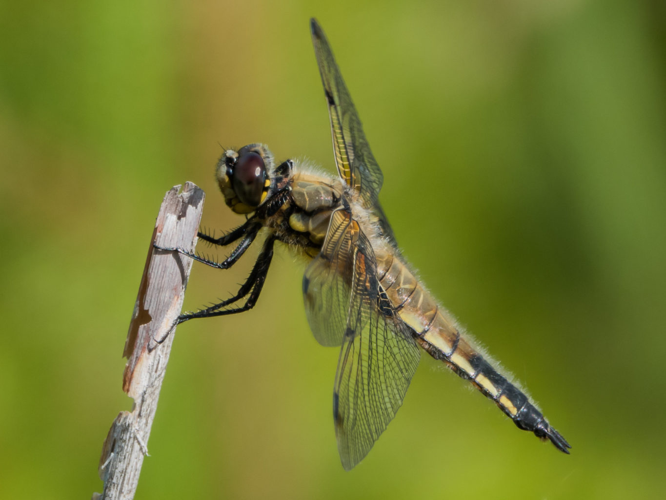 Valokuvaaja: Merja Ollikainen Valokuvaaja: Merja Ollikainen
