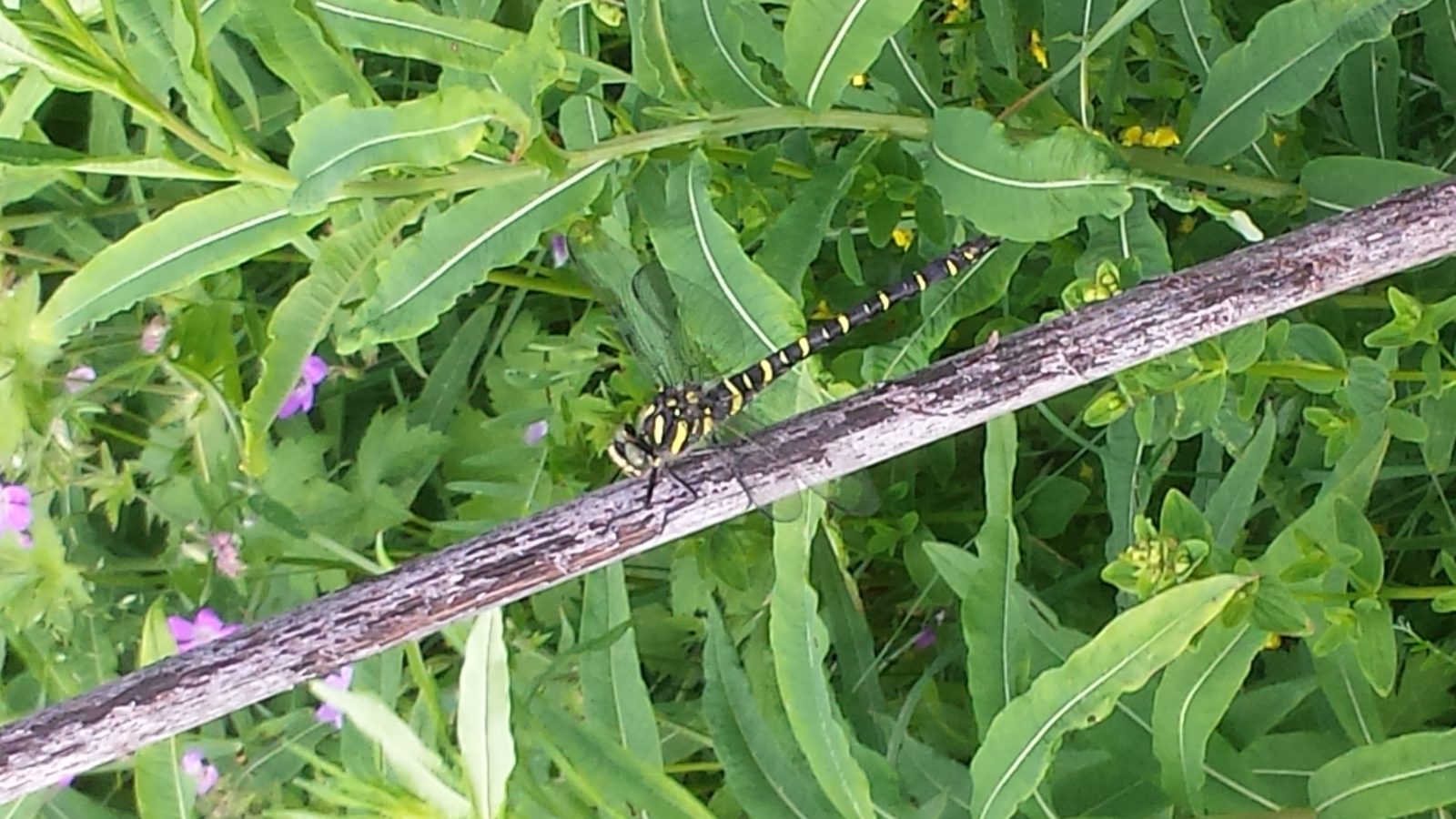 Valokuvaaja: Markku Autio