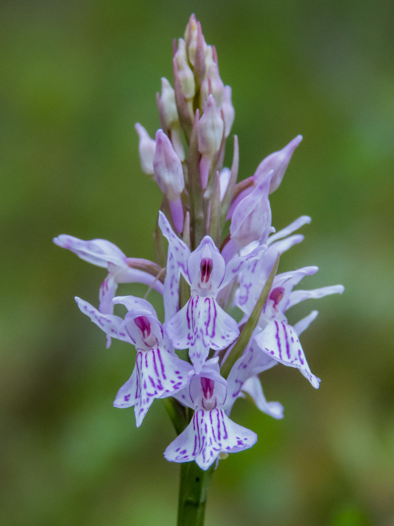Valokuvaaja: Merja Ollikainen