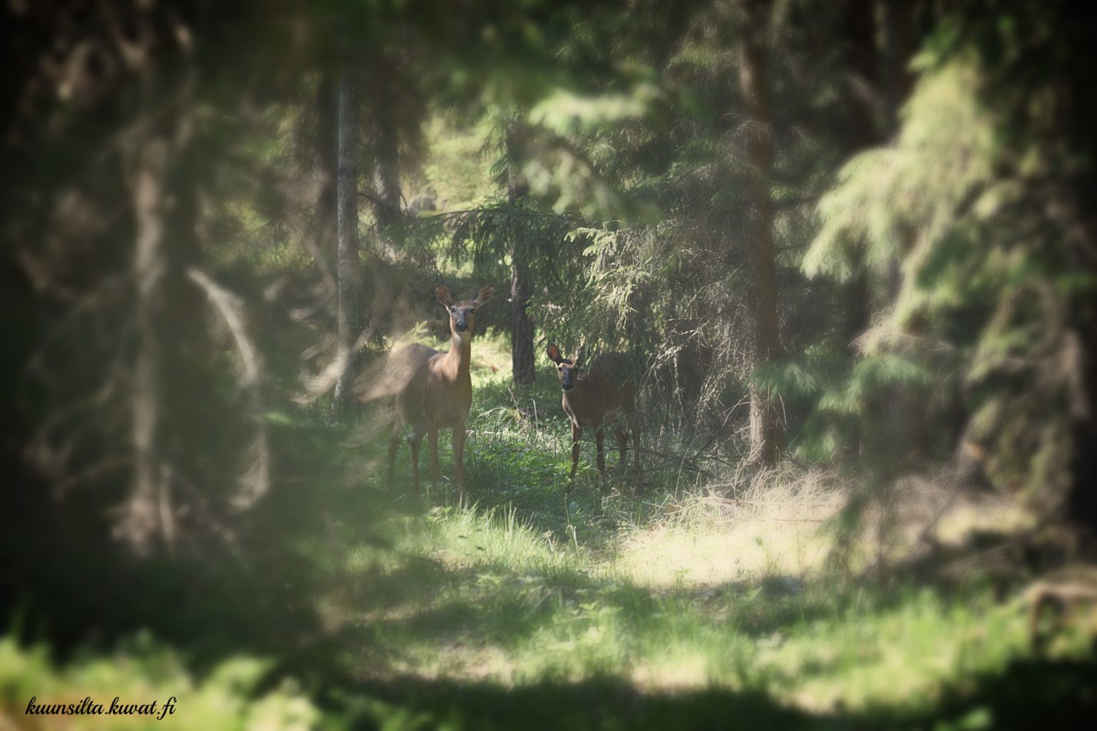 Valokuvaaja: Antti Kaskinen