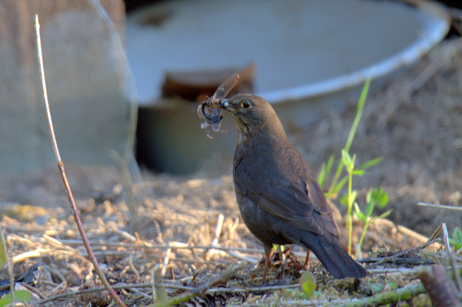 Valokuvaaja: sirpa Jyske