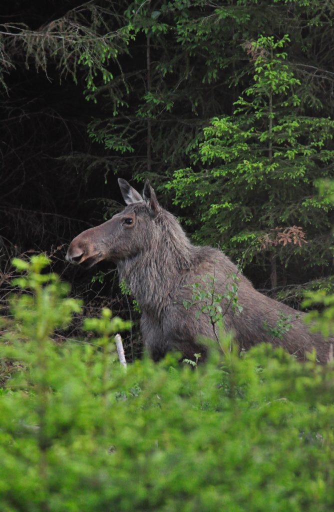 Valokuvaaja: Jenni Merilä