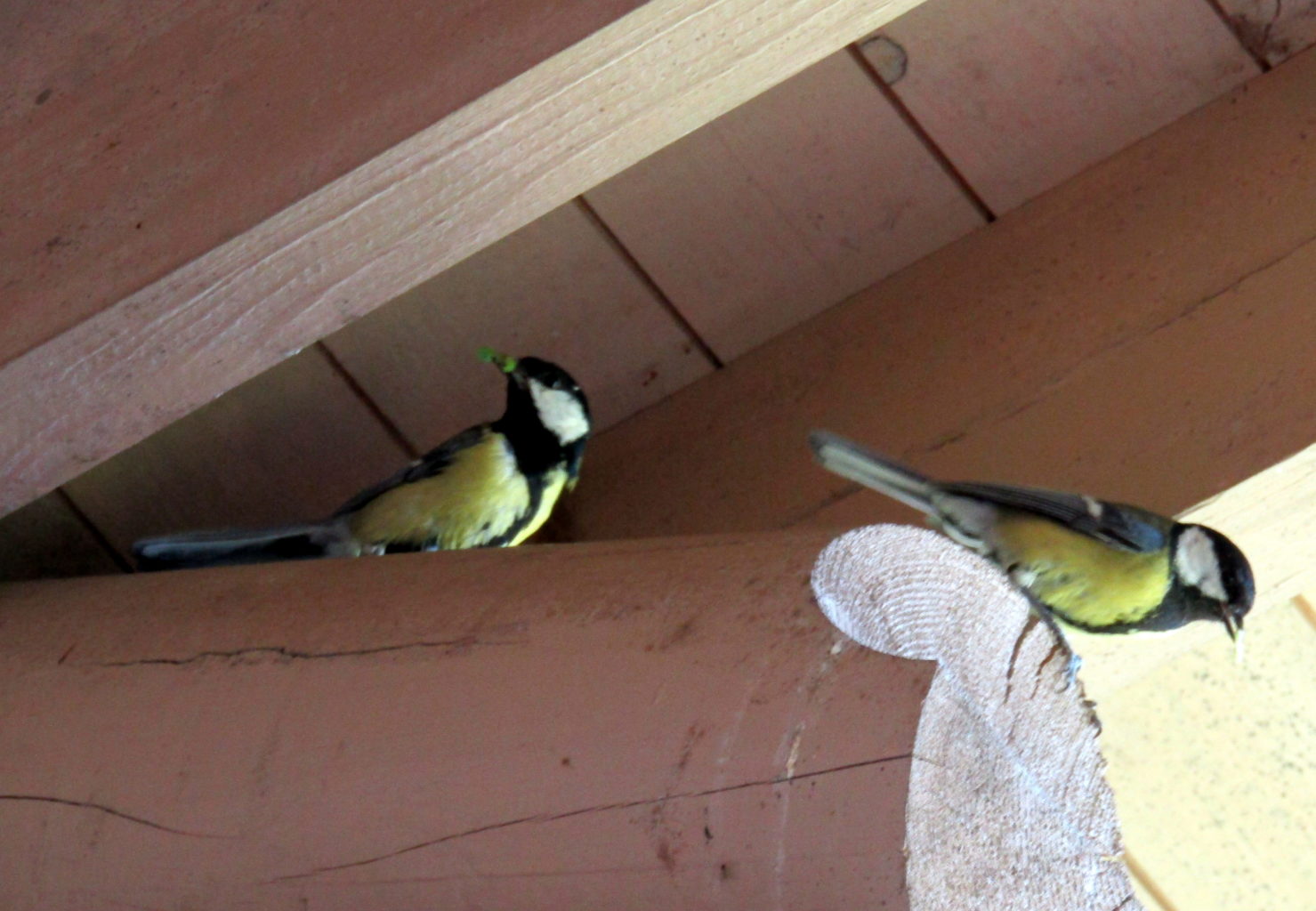 Valokuvaaja: Sirkka Ruotoistenmäki