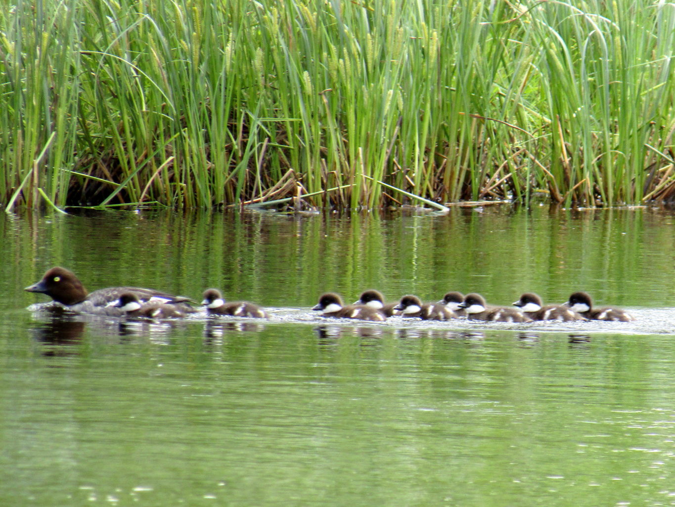 Valokuvaaja: Sirkka Ruotoistenmäki