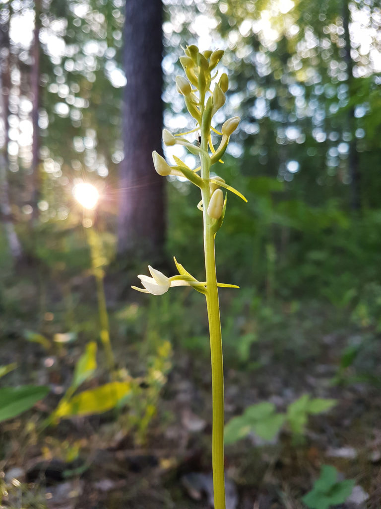 Valokuvaaja: Mirva Inkilä
