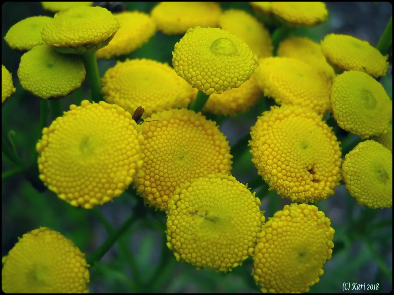 Valokuvaaja: Kari Saarinen