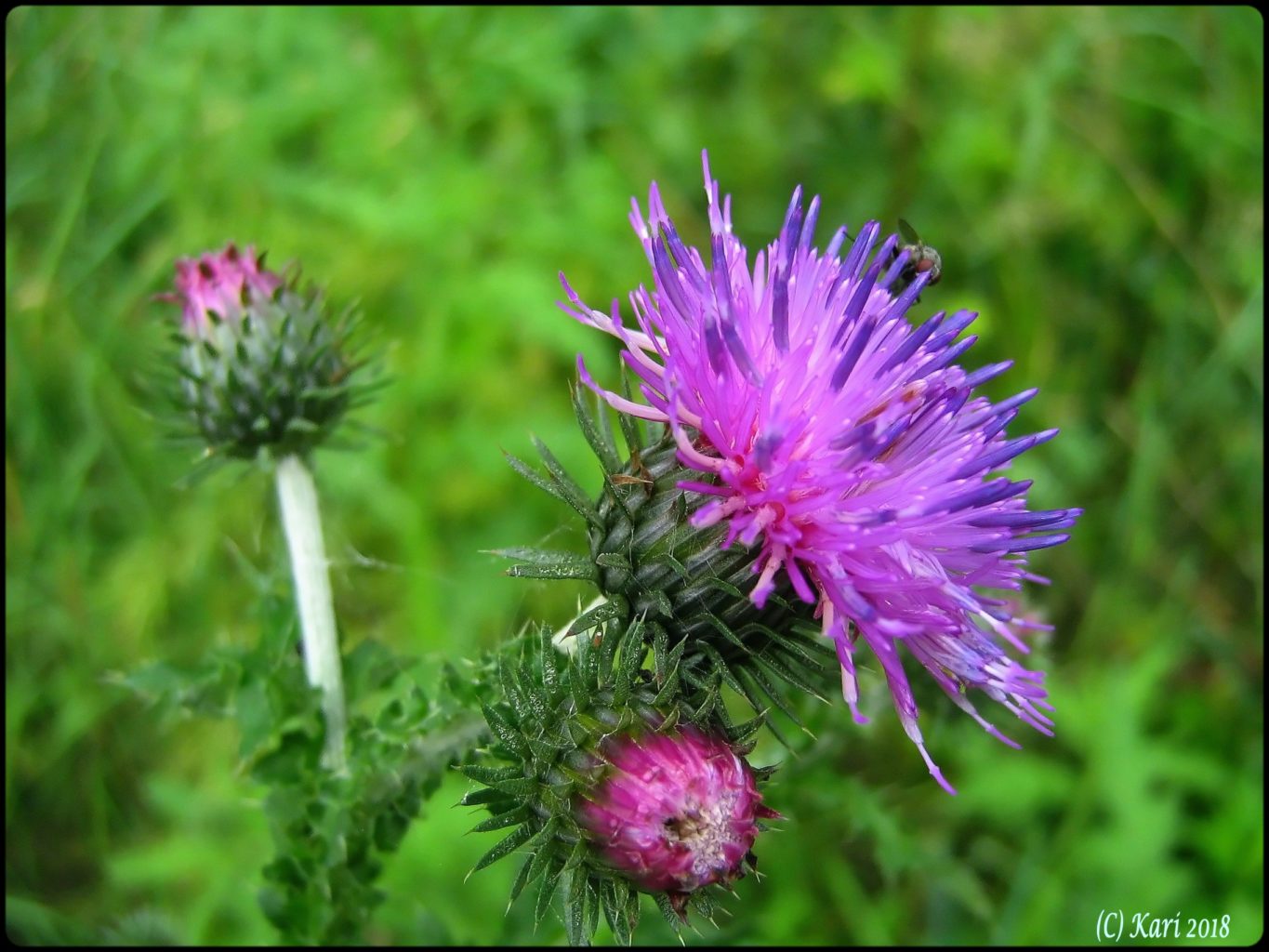 Valokuvaaja: Kari Saarinen