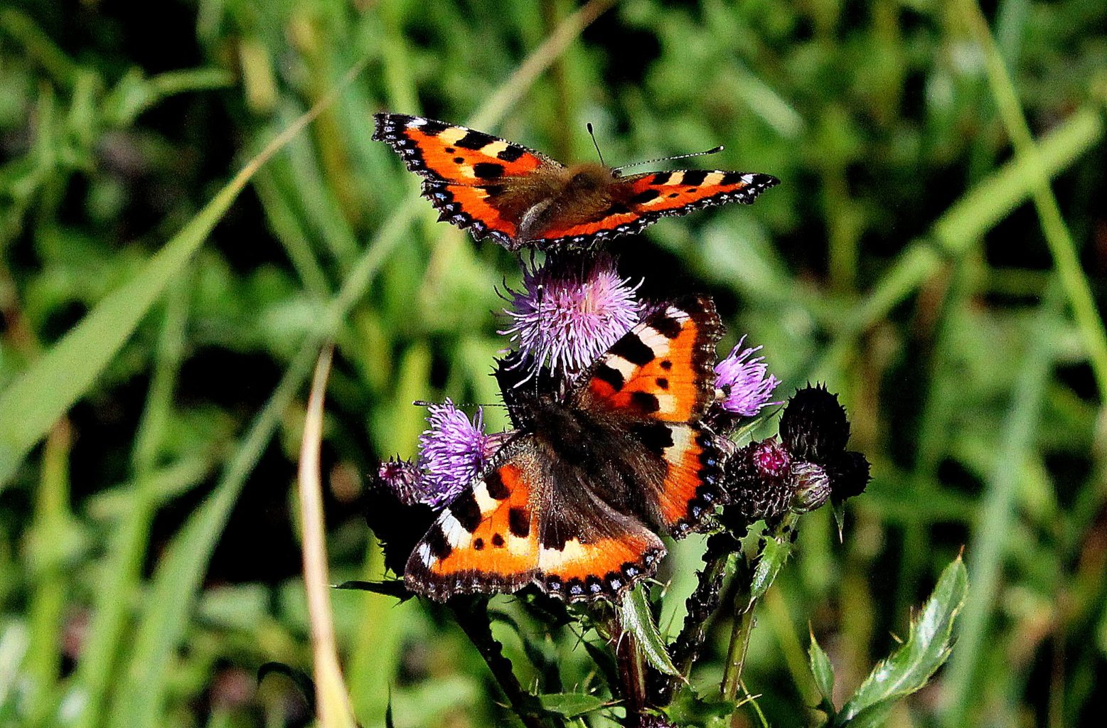 Valokuvaaja: Aulikki Rautanen