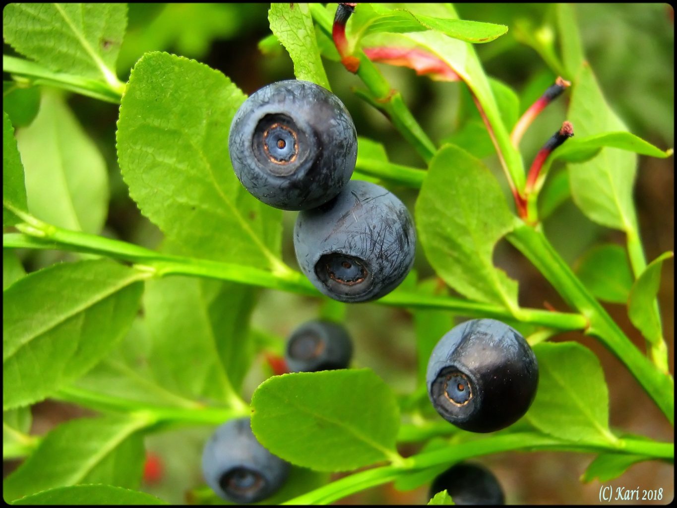 Valokuvaaja: Kari Saarinen