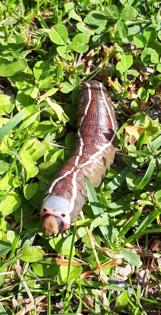 Valokuvaaja: Seppo Asp