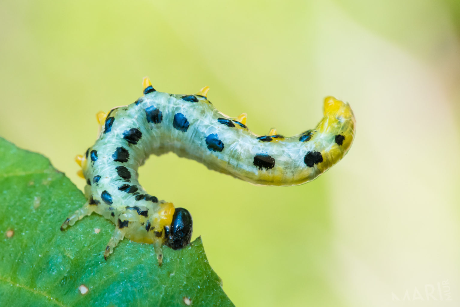 Valokuvaaja: Mari Mur