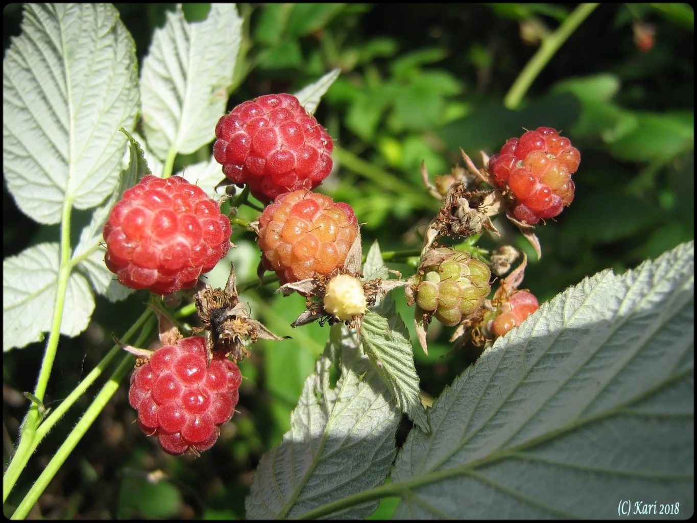 Valokuvaaja: Kari Saarinen