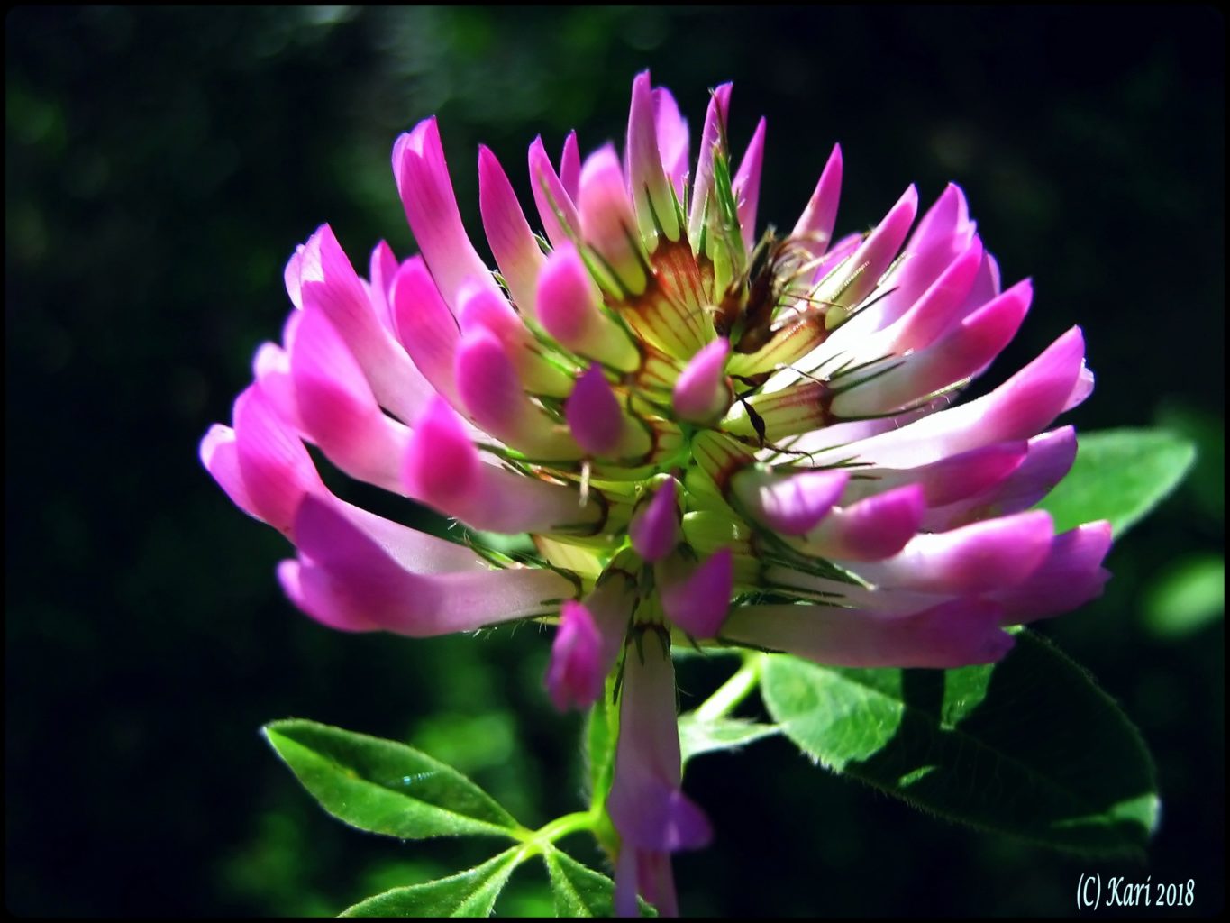 Valokuvaaja: Kari Saarinen