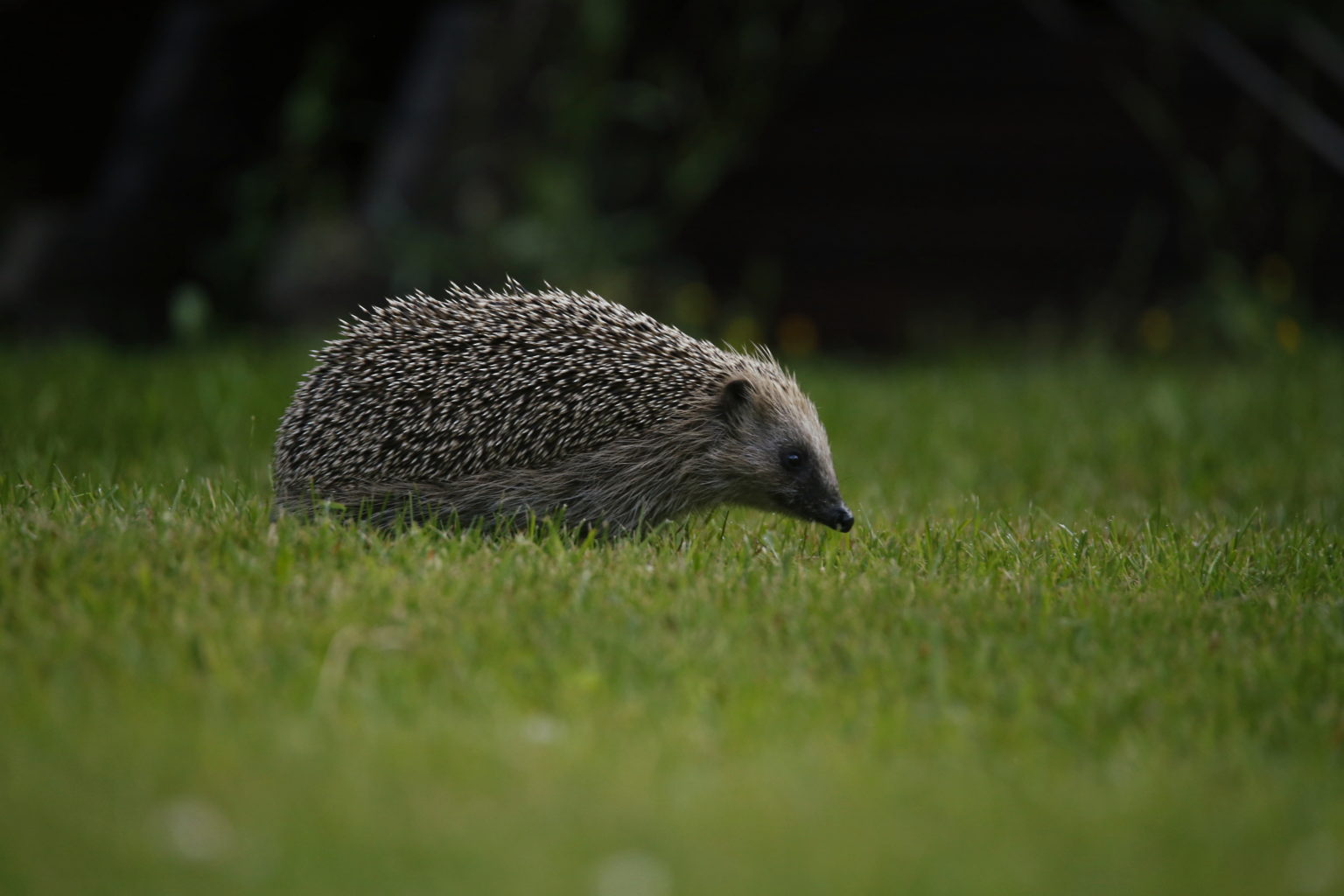 Valokuvaaja: Anne Moilanen