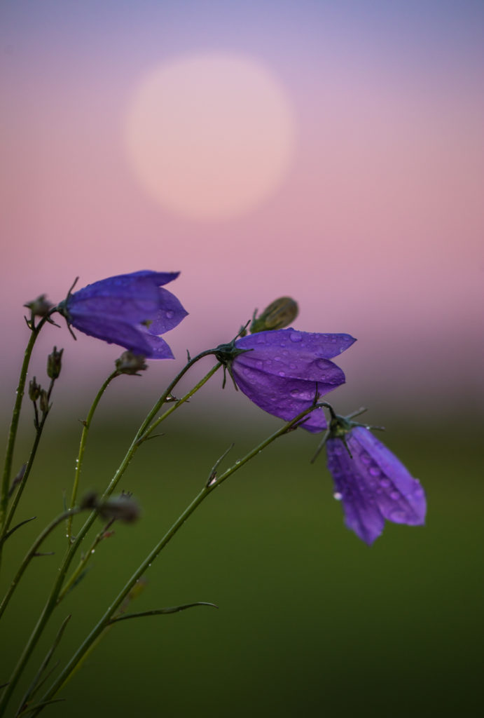 Valokuvaaja: Jukka Risikko Valokuvaaja: Jukka Risikko