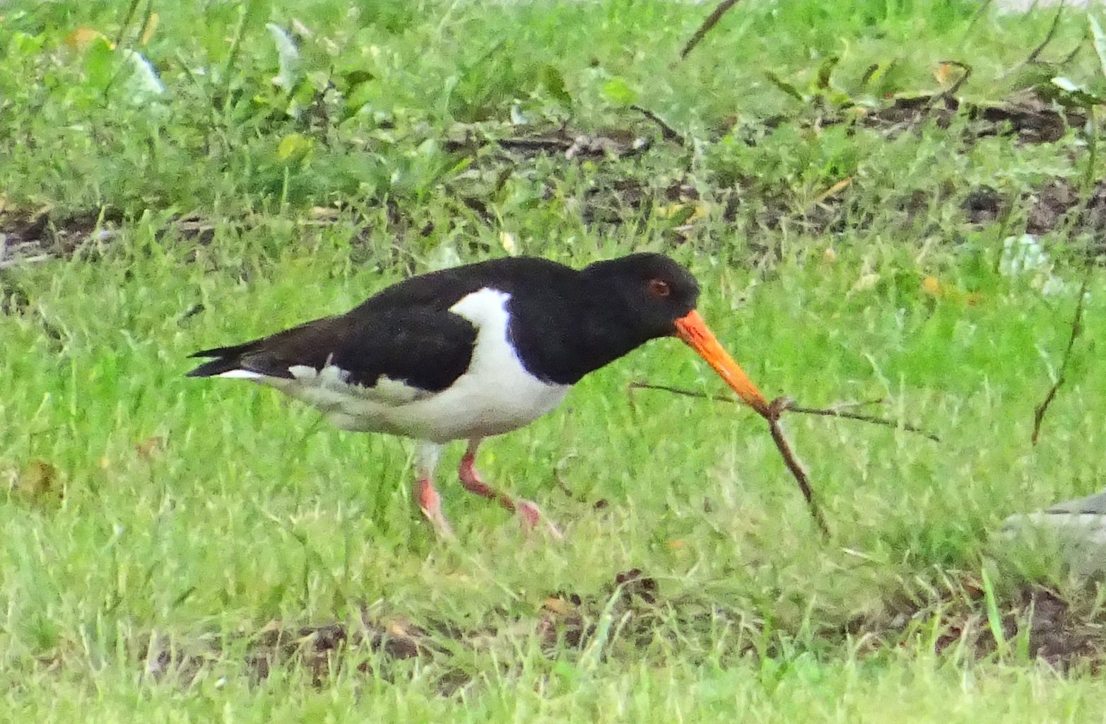 Valokuvaaja: Liisa Niiva-Korpela Valokuvaaja: Liisa Niiva-Korpela
