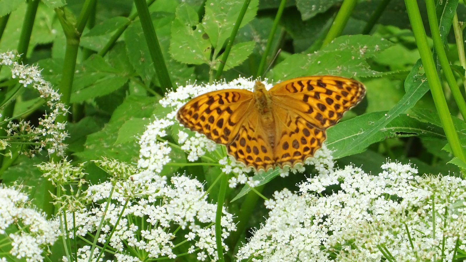 Valokuvaaja: Liisa Niiva-Korpela