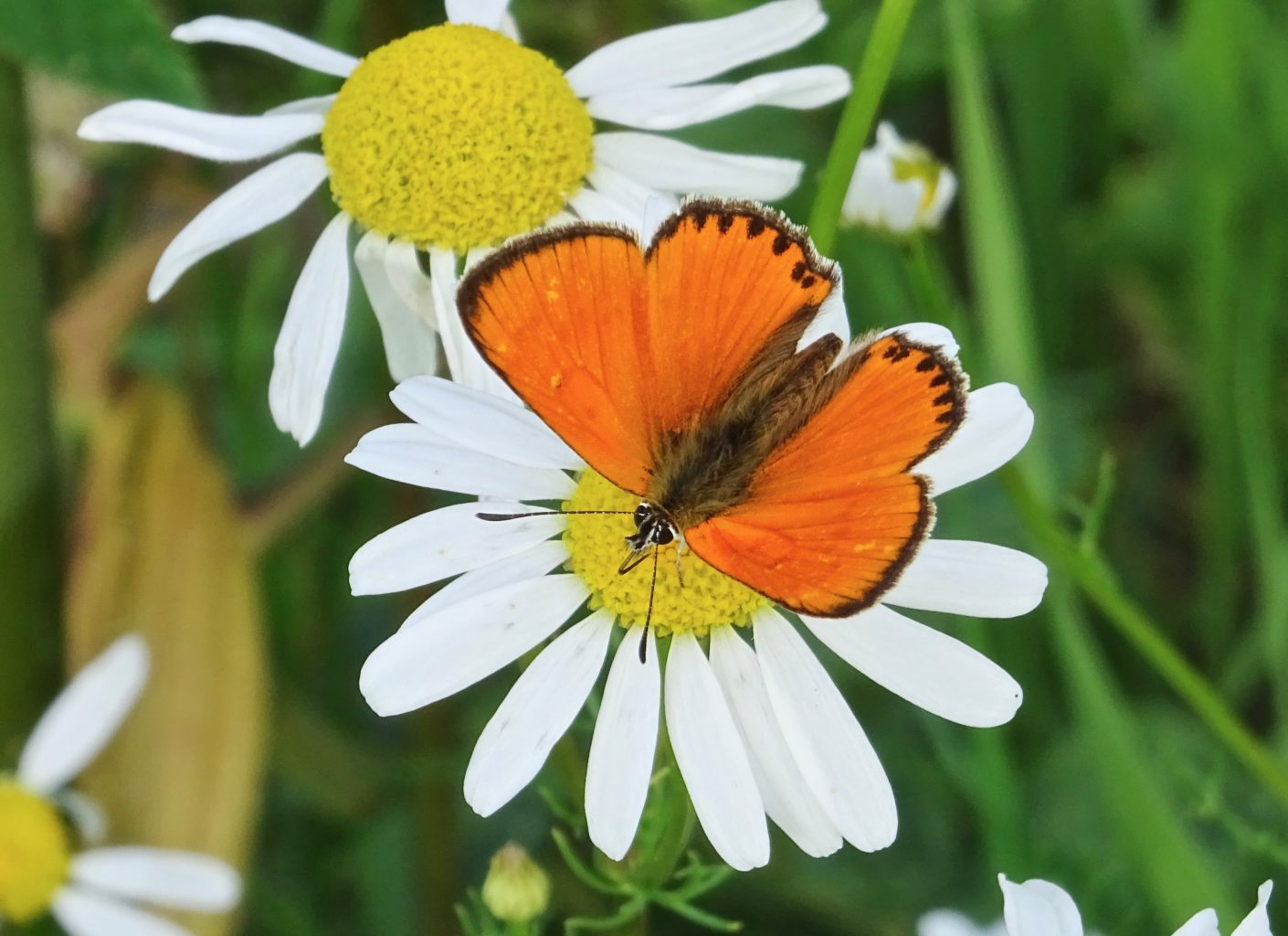 Valokuvaaja: Liisa Niiva-Korpela