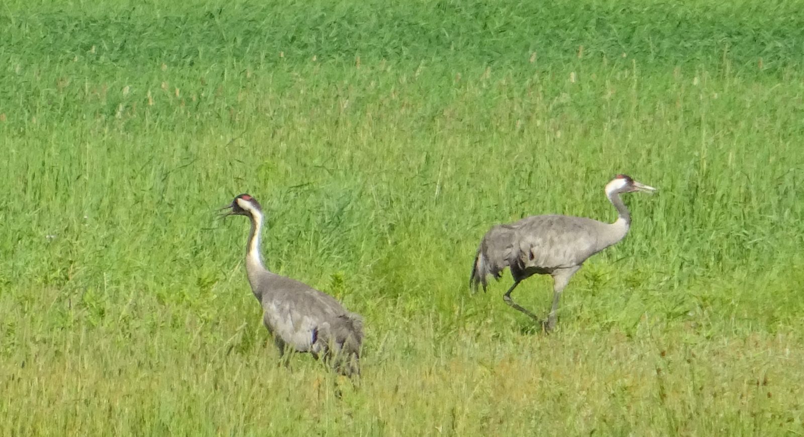 Valokuvaaja: Liisa Niiva-Korpela