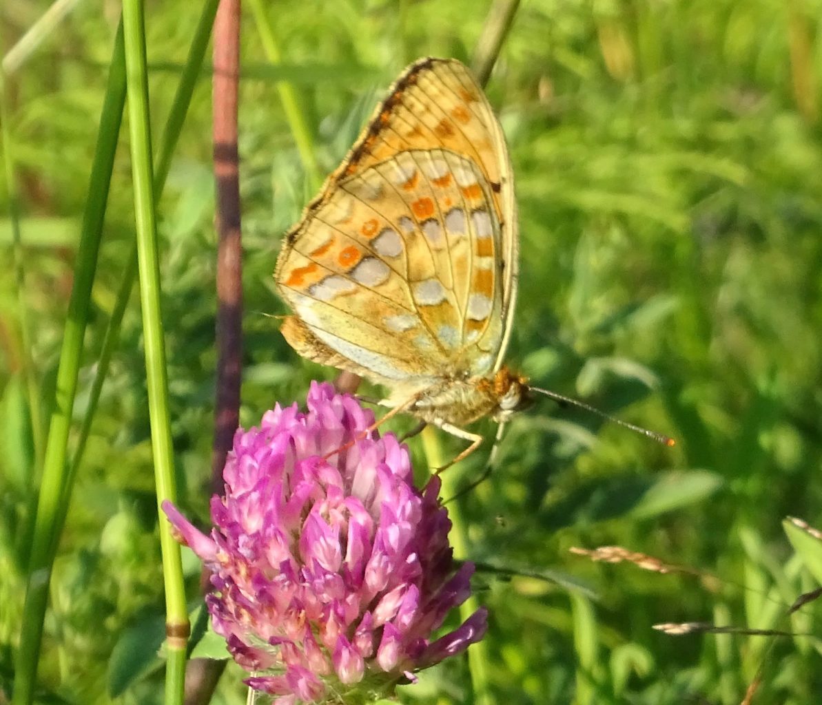 Valokuvaaja: Liisa Niiva-Korpela