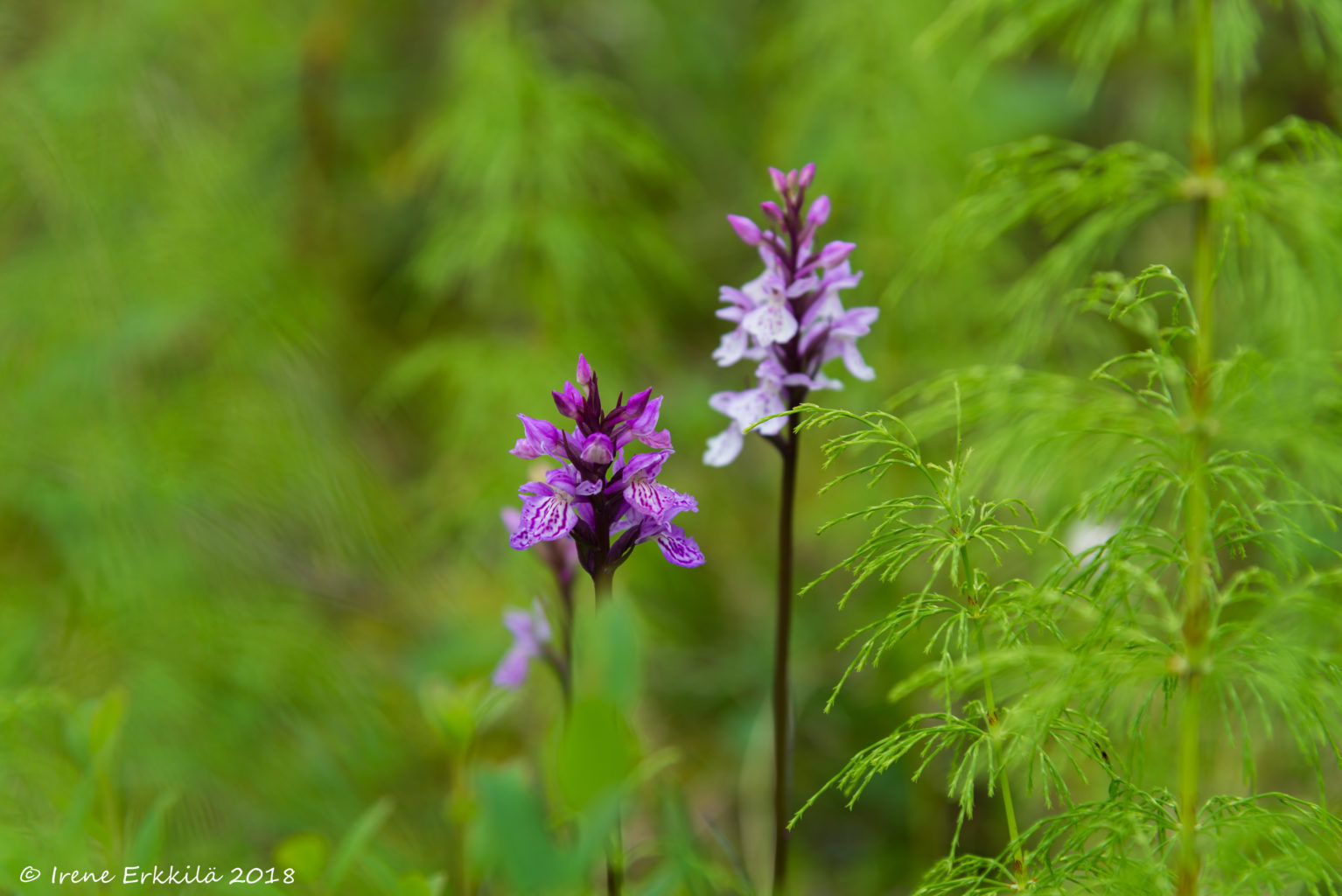 Valokuvaaja: Irene Erkkilä