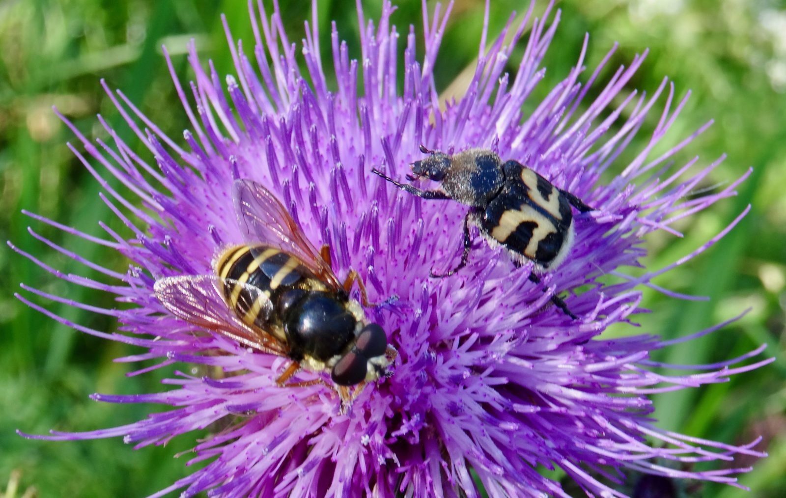 Valokuvaaja: Liisa Niiva-Korpela