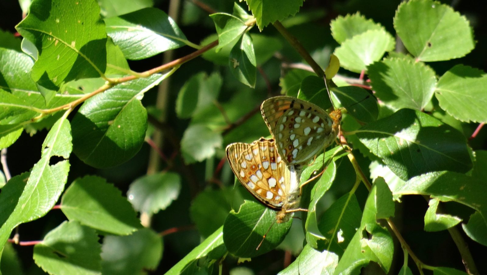 Valokuvaaja: Liisa Niiva-Korpela Valokuvaaja: Liisa Niiva-Korpela