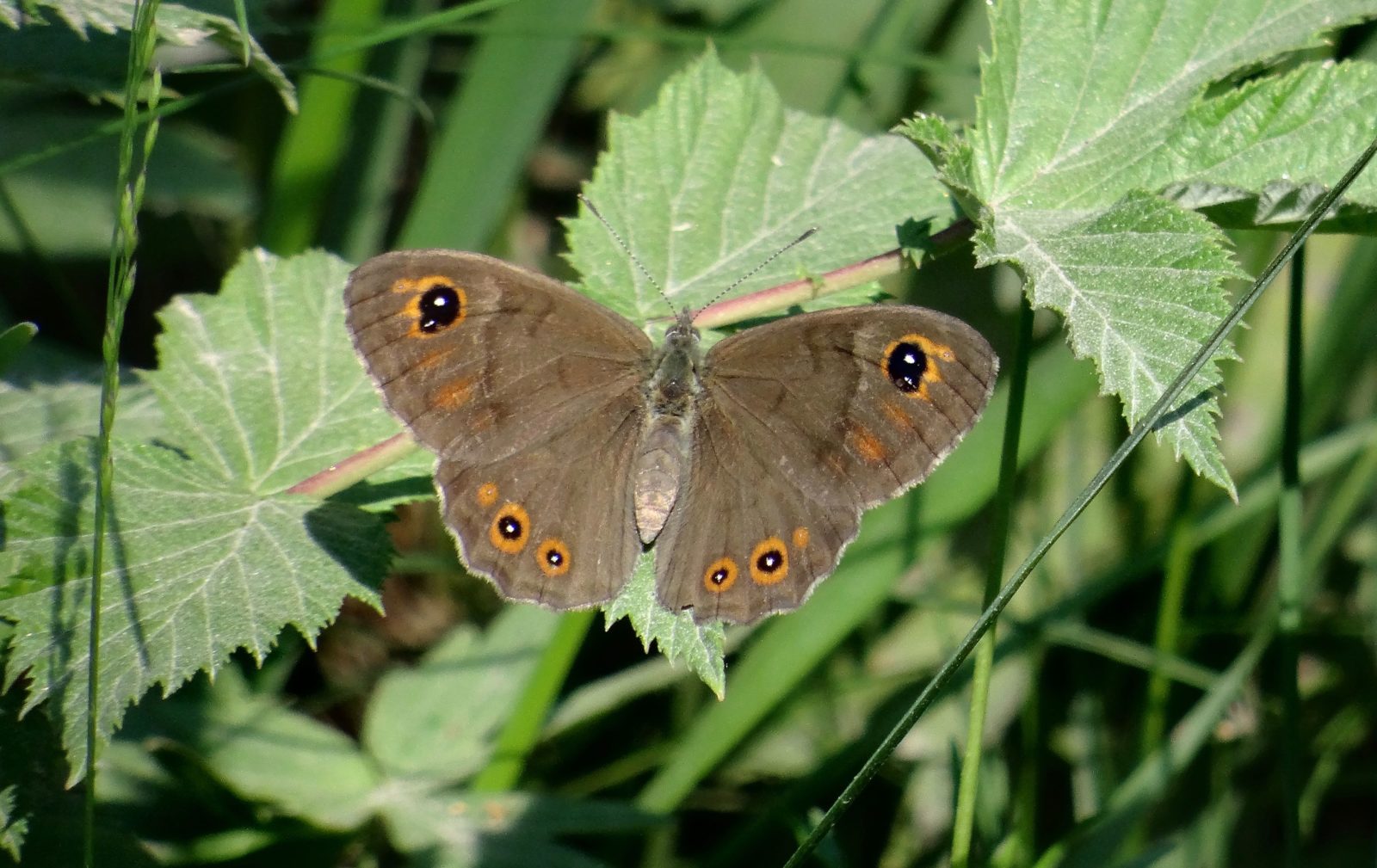 Valokuvaaja: Liisa Niiva-Korpela Valokuvaaja: Liisa Niiva-Korpela