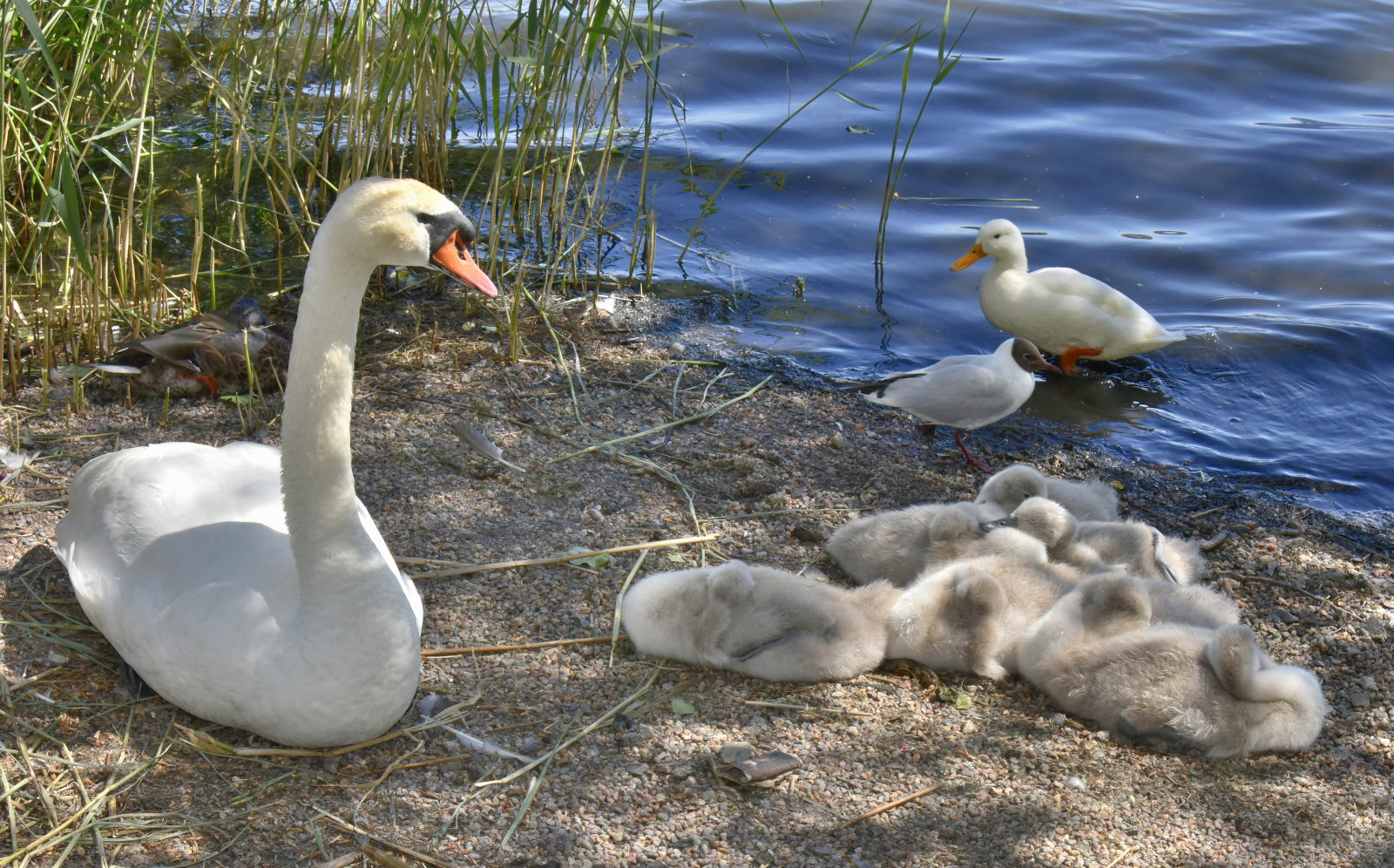 Valokuvaaja: Reijo Juurinen