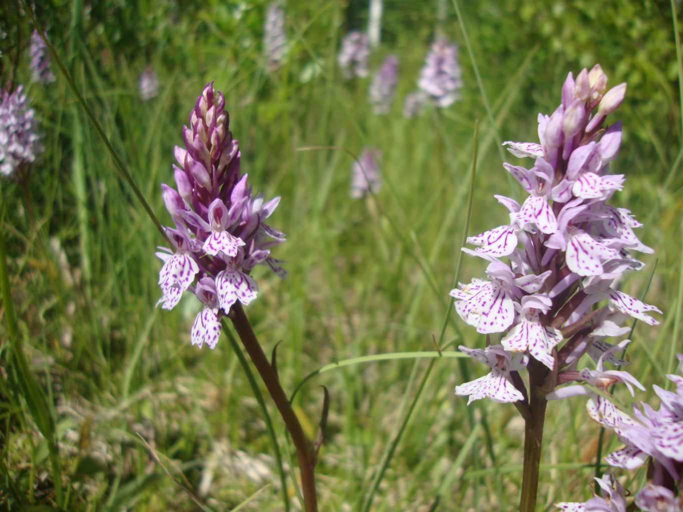 Valokuvaaja: Anja Mustamaa Valokuvaaja: Anja Mustamaa