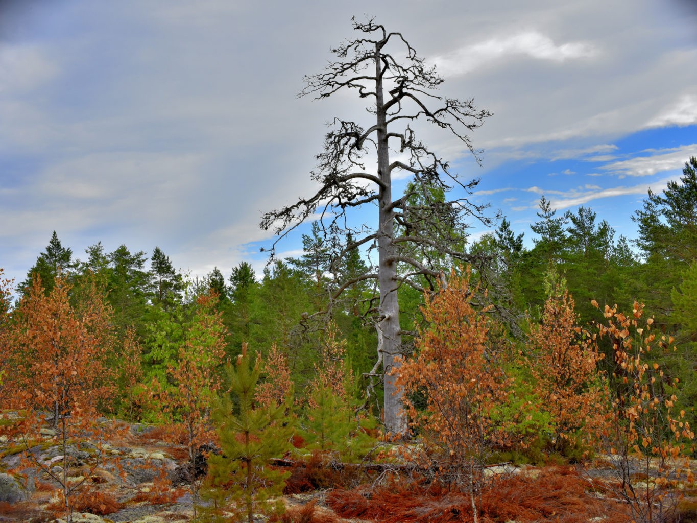 Valokuvaaja: Reijo Juurinen