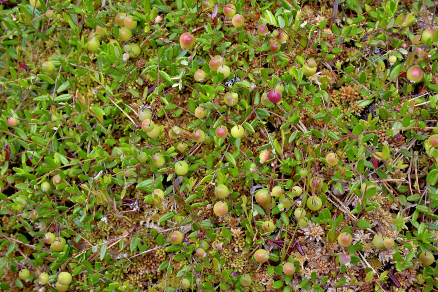 Valokuvaaja: Reijo Juurinen