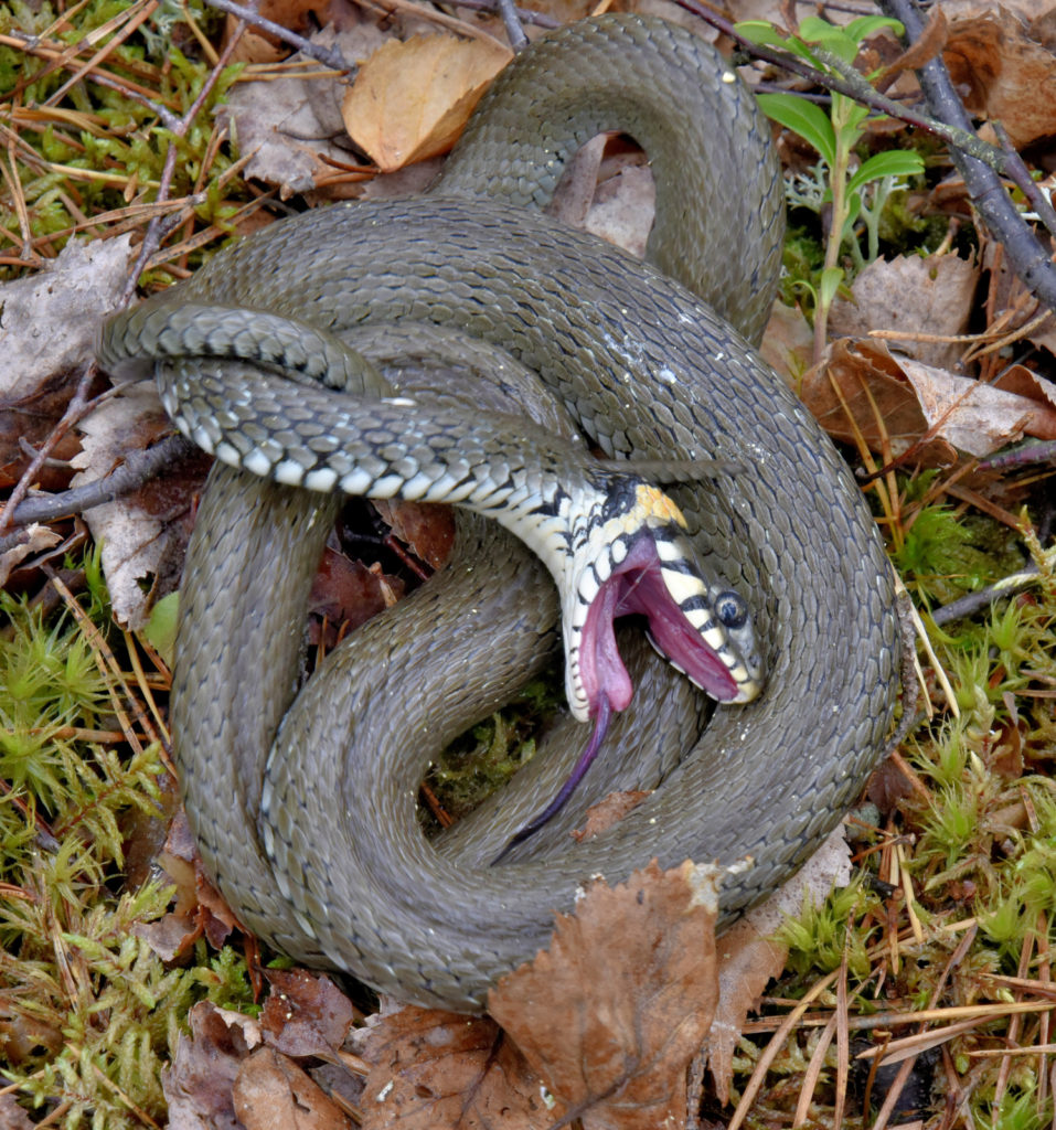 Valokuvaaja: Reijo Juurinen