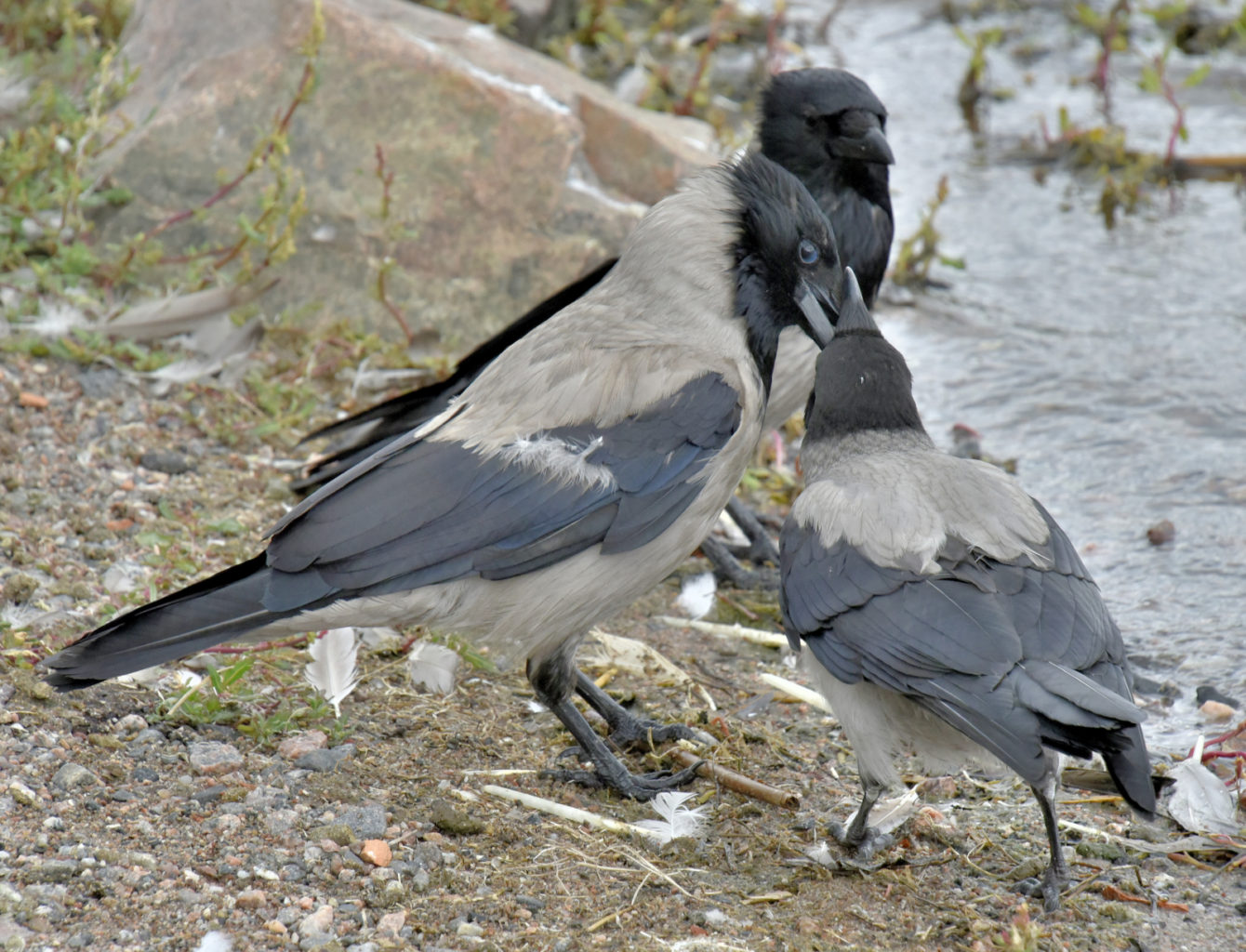 Valokuvaaja: Reijo Juurinen