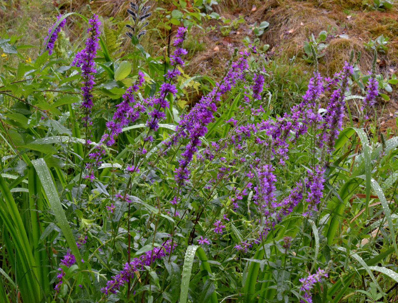 Valokuvaaja: Reijo Juurinen